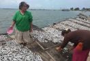 Setahun Pascatsunami, Ekonomi Nelayan Pandeglang Menggeliat - JPNN.com