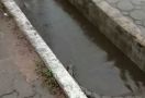 Warga Dikejutkan Kemunculan Ular Piton Sepanjang Lima Meter - JPNN.com