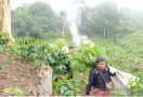 Polisi Temukan Ladang Ganja di Perbukitan Hutan Lindung - JPNN.com