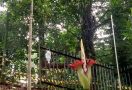 Indahnya, Bunga Bangkai Kembali Mekar di Kebun Raya Bogor - JPNN.com