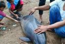 Lumba-lumba Mati di Pantai Gorengan Pandeglang - JPNN.com