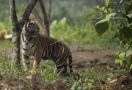 Harimau Sumatera Serang Petani di Muara Enim - JPNN.com