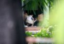 Penyidik KPK Bawa Koper Biru saat Geledah Rumah Dinas Bupati Sidoarjo - JPNN.com