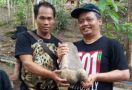 Mantan Anggota DPRD Ini Koleksi Fosil Hidup Mirip Kepiting - JPNN.com