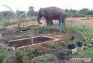 Gajah Liar Masuk Lingkungan Sekolah, Aktivitas Belajar Dihentikan - JPNN.com