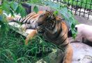 Kisah Harimau Sumatera yang Lelah dengan Konflik dan Babi Hidup yang Terabaikan - JPNN.com