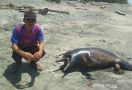 Lumba-lumba Ditemukan Mati, Ada Bekas Luka - JPNN.com