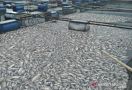 Info Terkini dari DLH Soal Ribuan Ekor Ikan Nila yang Mati Mendadak - JPNN.com