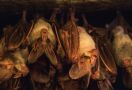Jangan Makan Buah Bekas Gigitan Kelelawar, Bahaya! - JPNN.com