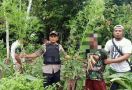 Polisi Temukan Ladang Ganja Seluas Satu Hektare di Waris Keerom - JPNN.com