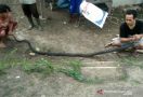 Ade Nugraha Tangkap King Kobra 3 Meter Belajar dari YouTube - JPNN.com