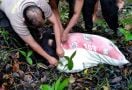 Mayat Perempuan dalam Karung Ditemukan di Perbatasan Indonesia-Malaysia - JPNN.com