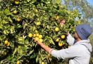 Kebijakan Baru Israel Bikin Petani Palestina Tekor Rp 1,3 Triliun - JPNN.com