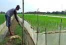 Kesal Pada Tikus, Petani Kini Pasang Setrum Listrik di Sekitar Sawah - JPNN.com
