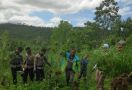 Ladang Ganja Seluas 4 Hektare di Aceh Utara Dimusnahkan, nih Fotonya - JPNN.com