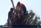 Kakek Pingsan di Atas Pohon Setinggi 11 Meter, Warga Kebingungan - JPNN.com