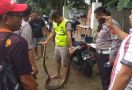 Ular Sanca Datang di Tengah Banjir, Bikin Repot Warga - JPNN.com