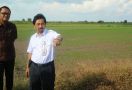KUR Pertanian Demi Mewujudkan Lumbung Pangan Indonesia - JPNN.com