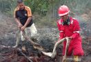Ular Piton dan Selusin Telurnya Terpanggang dalam Kebakaran Hutan di Riau - JPNN.com