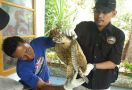 KLHK Selamatkan Penyu Terdampar di Kotok Besar, Lihat Fotonya - JPNN.com