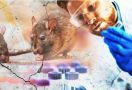 Virus Corona Tenggelam, Terbitlah Hantavirus, Seberapa Berbahaya? - JPNN.com