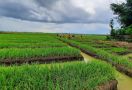 Petani Sumedang Panen Padi Hingga 12 Ton Per Hektare - JPNN.com