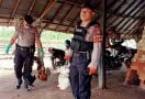 Penjudi Sabung Ayam Kocar-kacir Digerebek Polisi - JPNN.com