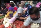 Gegara Kesal, Peternak Bagi-Bagi Ribuan Ekor Ayam Gratis di Pasar - JPNN.com