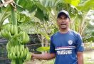 Petani Milenial asal Kupang Ini Mampu Tembus Pasar Modern - JPNN.com