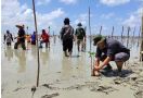 Pandemi Corona, Penyelamatan Mangrove Taman Nasional Way Kambas Tetap Berjalan - JPNN.com