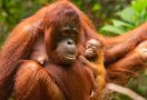 Susi Melahirkan Sinar dengan Selamat di Hutan TN Gunung Palung - JPNN.com