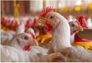 Hati-hati, Ternak Ayam dengan Kerangkeng Baterai bisa Berbahaya - JPNN.com