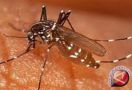 Hasil Riset: Kelambu Beracun Efektif Mencegah Malaria, Nyamuk Dijamin Kram Sayap - JPNN.com