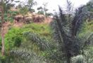 Siang Malam Petugas Berjuang Menggiring Gajah Kembali ke Habitat di TN Bukit Barisan Selatan - JPNN.com