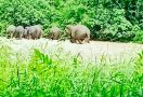 Pantau Pergerakan Gajah Sumatera, KLHK Pasang Teknologi GPS - JPNN.com