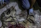 Harimau Sumatera Mati Dijerat Pemburu di Hutan Konsesi Riau - JPNN.com
