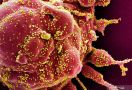 Simak Kata Pakar soal Kecepatan Virus Corona yang Bikin Ahli Kewalahan - JPNN.com