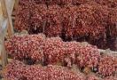 Produksi Bawang Merah Melonjak, Bupati Bima: Pendapatan Petani Terkerek - JPNN.com