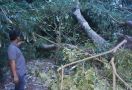 Kakek Usia 70 Tahun Tewas Tertimpa Pohon, Begini Kronologinya - JPNN.com