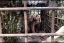 Harimau Sumatera yang Teror Warga Solok Akhirnya Ditangkap, nih Fotonya - JPNN.com