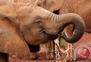 Bukan Ulah Pemburu atau Bakteri, Kematian Ratusan Gajah di Bostwana Jadi Misteri - JPNN.com