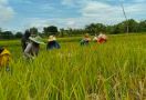 Lahan Pertanian di Salatiga Sudah Dilindungi Asuransi - JPNN.com