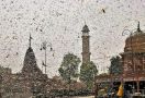 Pemandangan Mengerikan, Belalang Penghancur Serbu Ibu Kota India - JPNN.com