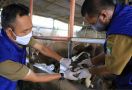 Panduan Penyembelihan Hewan Kurban di Masa Pandemi Corona, Jaga Jarak! - JPNN.com