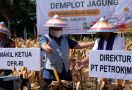 Petrokimia Gresik Genjot Produktivitas Pertanian di Gorontalo, Hasilnya Memuaskan - JPNN.com