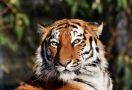 Petugas Kebun Binatang Tewas Diterkam Harimau, Ngeri - JPNN.com