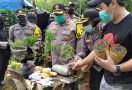 Banyak Pohon Ganja di Tengah Tanaman Pisang dan Sayuran di Bandung, Pemiliknya Ternyata - JPNN.com