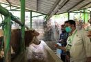 Jelang IdulAdha, Mentan Syahrul Pantau Ternak Hewan di Subang - JPNN.com