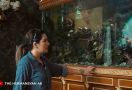 Ashanty Melongo Lihat Akuarium di Rumah Inul, Harganya Fantastis - JPNN.com