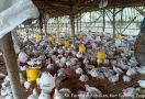 Kementan dan Perwakilan Peternakan Ayam Bahas Solusi Terbaik - JPNN.com